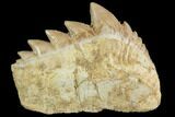 Fossil Cow Shark (Hexanchus) Tooth - Morocco #92619-1